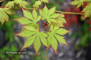 - Acer palmatum 'Yama momiji' Japanese Maple - Mr Maple │ Buy Japanese Maple Trees