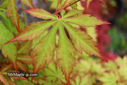- Acer palmatum 'Yama momiji' Japanese Maple - Mr Maple │ Buy Japanese Maple Trees