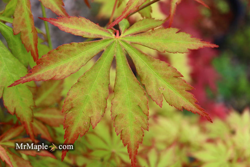 - Acer palmatum 'Yama momiji' Japanese Maple - Mr Maple │ Buy Japanese Maple Trees