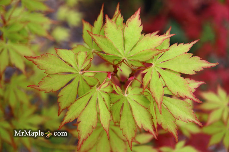 - Acer palmatum 'Yama momiji' Japanese Maple - Mr Maple │ Buy Japanese Maple Trees