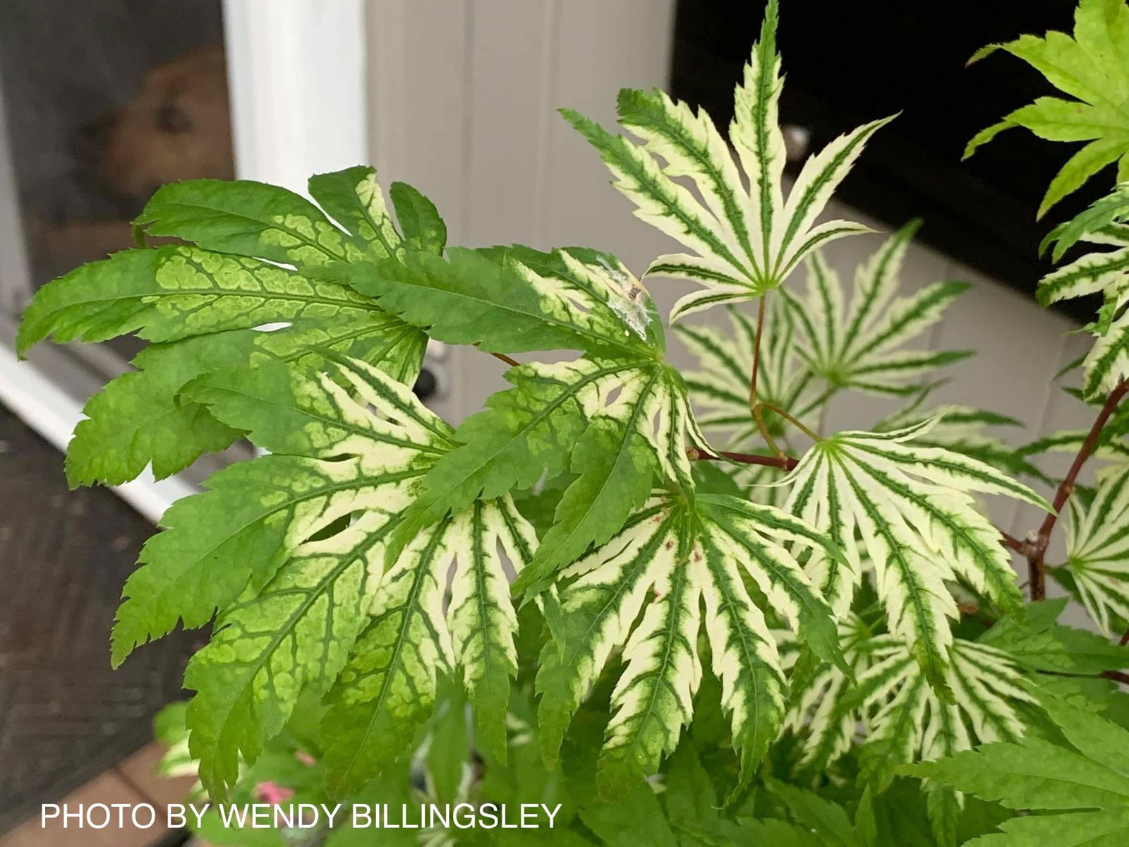 Buy Acer palmatum 'Yama nishiki' Reticulated White Variegated