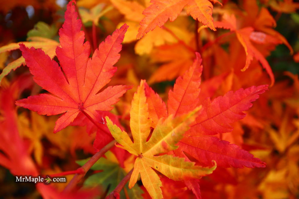 Buy Acer palmatum 'Yama nishiki' Reticulated White Variegated
