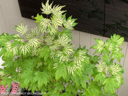 - Acer palmatum 'Yama nishiki' Snow Peak Japanese Maple - Mr Maple │ Buy Japanese Maple Trees