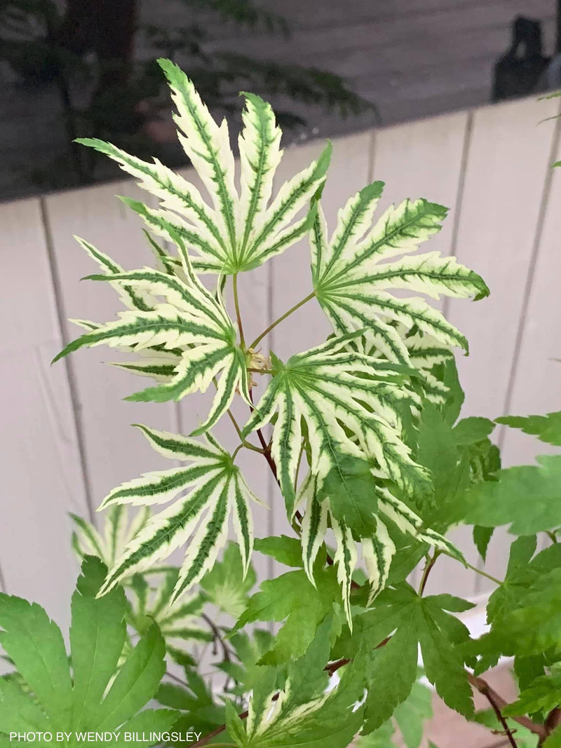 - Acer palmatum 'Yama nishiki' Snow Peak Japanese Maple - Mr Maple │ Buy Japanese Maple Trees