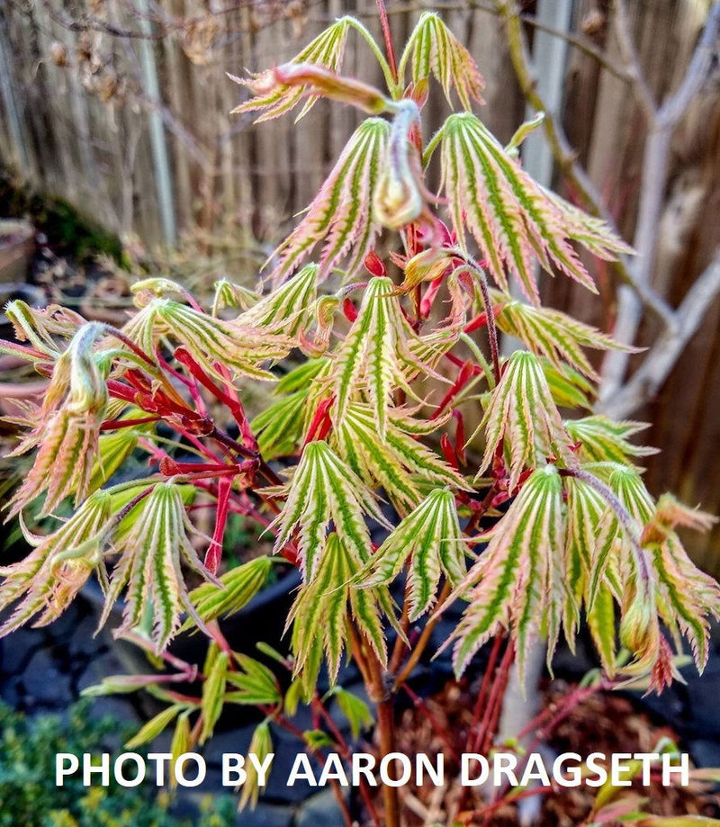 - Acer palmatum 'Yama nishiki' Snow Peak Japanese Maple - Mr Maple │ Buy Japanese Maple Trees