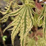- Acer palmatum 'Yama nishiki' Snow Peak Japanese Maple - Mr Maple │ Buy Japanese Maple Trees