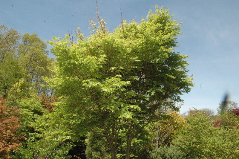 - Acer palmatum 'Yama nishiki' Snow Peak Japanese Maple - Mr Maple │ Buy Japanese Maple Trees