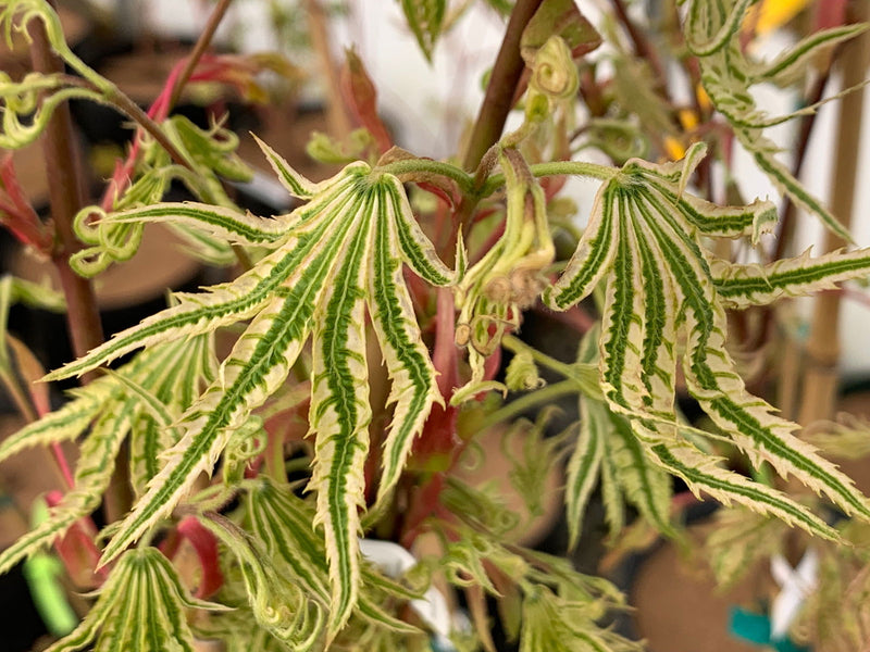 - Acer palmatum 'Yama nishiki' Snow Peak Japanese Maple - Mr Maple │ Buy Japanese Maple Trees