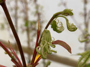 - Acer palmatum 'Yama nishiki' Snow Peak Japanese Maple - Mr Maple │ Buy Japanese Maple Trees