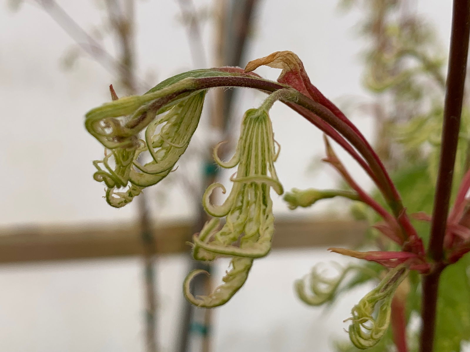 Buy Acer palmatum 'Yama nishiki' Reticulated White Variegated