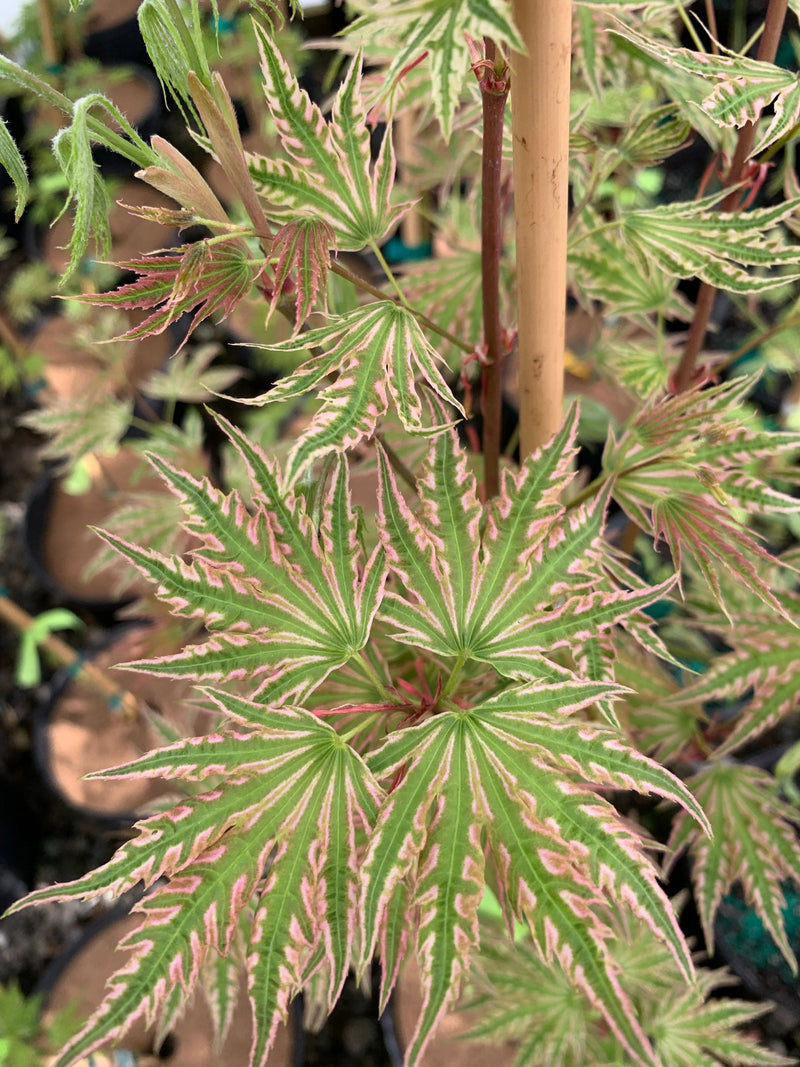 - Acer palmatum 'Yama nishiki' Snow Peak Japanese Maple - Mr Maple │ Buy Japanese Maple Trees