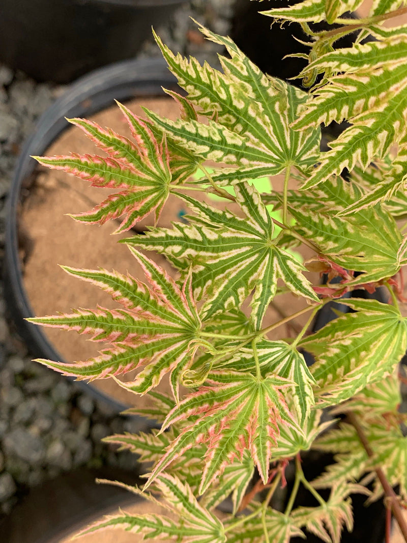 - Acer palmatum 'Yama nishiki' Snow Peak Japanese Maple - Mr Maple │ Buy Japanese Maple Trees