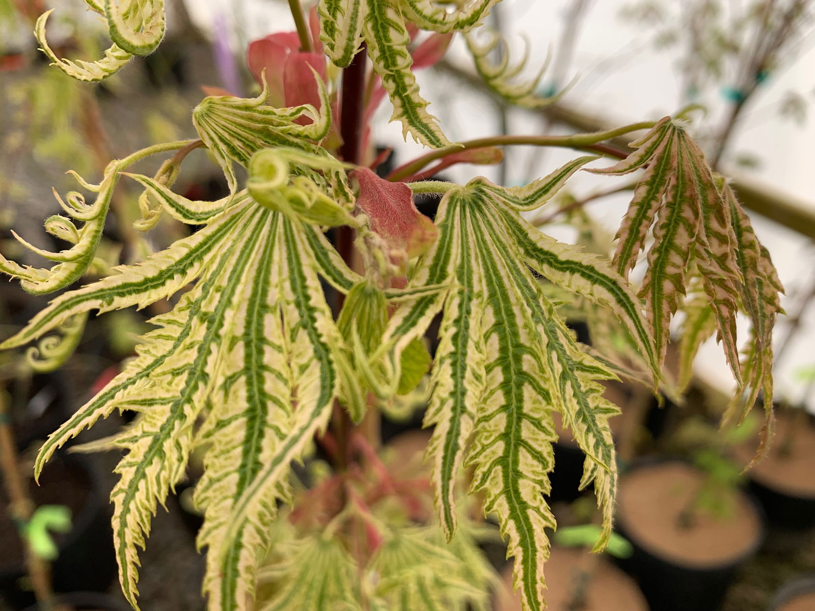 Buy Acer palmatum 'Yama nishiki' Reticulated White Variegated