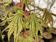 - Acer palmatum 'Yama nishiki' Snow Peak Japanese Maple - Mr Maple │ Buy Japanese Maple Trees