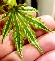 - Acer palmatum 'Yama nishiki' Snow Peak Japanese Maple - Mr Maple │ Buy Japanese Maple Trees