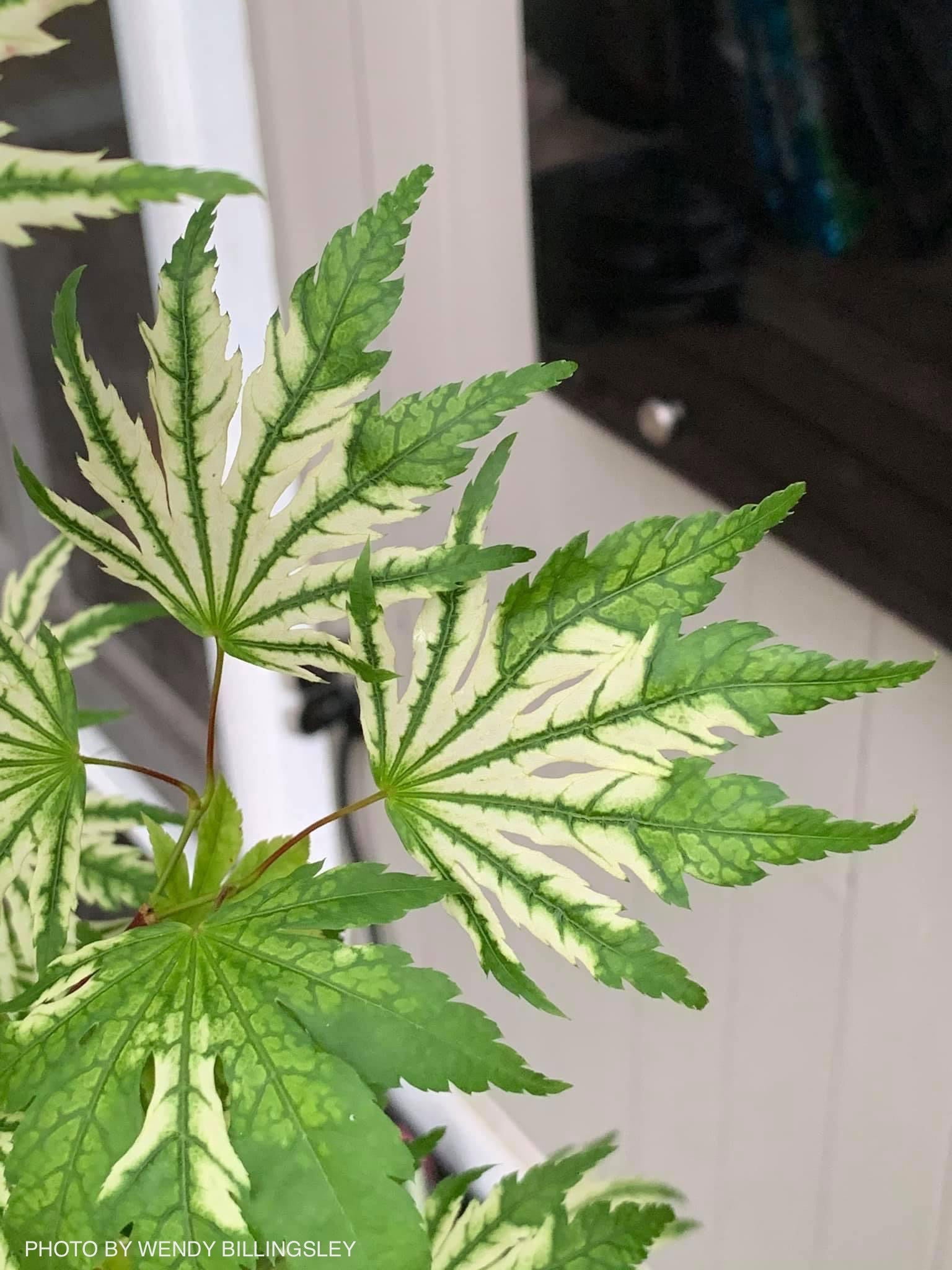 Buy Acer palmatum 'Yama nishiki' Reticulated White Variegated