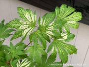 - Acer palmatum 'Yama nishiki' Snow Peak Japanese Maple - Mr Maple │ Buy Japanese Maple Trees