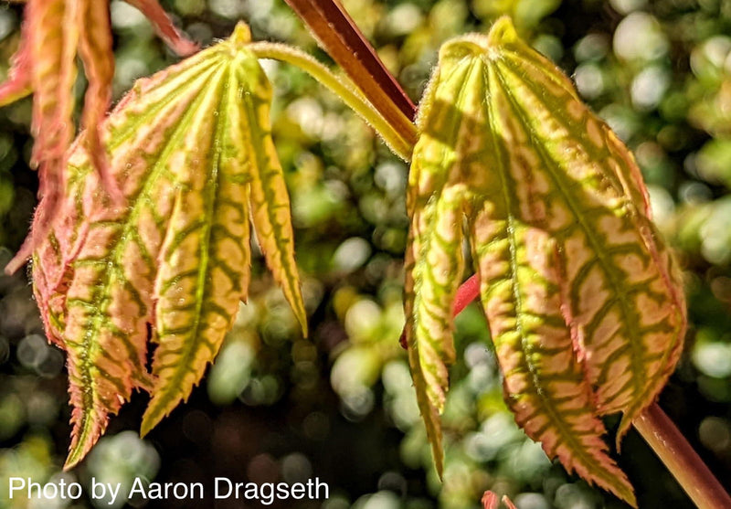 - Acer palmatum 'Yama nishiki' Snow Peak Japanese Maple - Mr Maple │ Buy Japanese Maple Trees