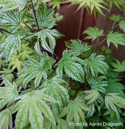- Acer palmatum 'Yama nishiki' Snow Peak Japanese Maple - Mr Maple │ Buy Japanese Maple Trees