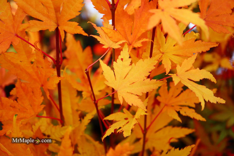 - Acer palmatum 'Yama nishiki' Snow Peak Japanese Maple - Mr Maple │ Buy Japanese Maple Trees