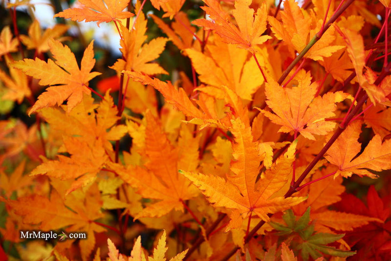 - Acer palmatum 'Yama nishiki' Snow Peak Japanese Maple - Mr Maple │ Buy Japanese Maple Trees