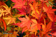 - Acer palmatum 'Yama nishiki' Snow Peak Japanese Maple - Mr Maple │ Buy Japanese Maple Trees