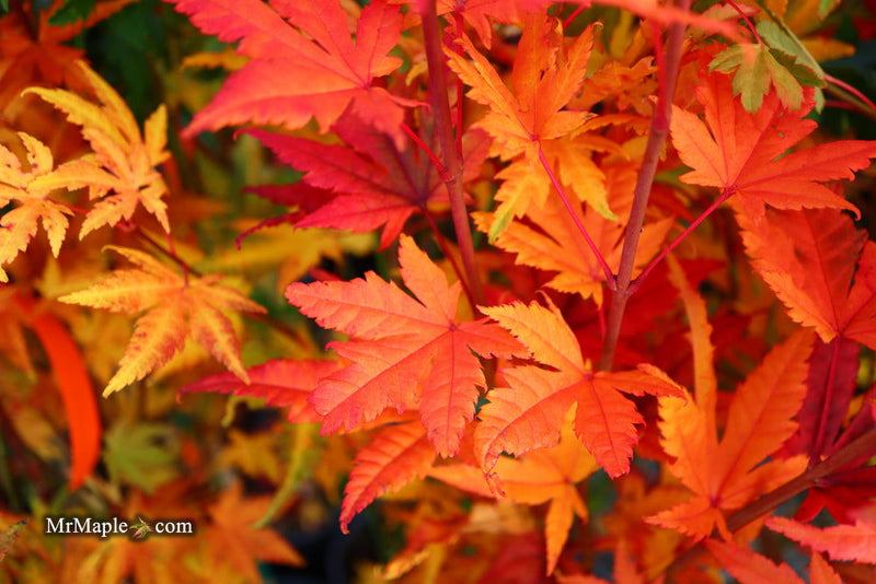 - Acer palmatum 'Yama nishiki' Snow Peak Japanese Maple - Mr Maple │ Buy Japanese Maple Trees