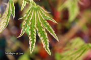 - Acer palmatum 'Yama nishiki' Snow Peak Japanese Maple - Mr Maple │ Buy Japanese Maple Trees