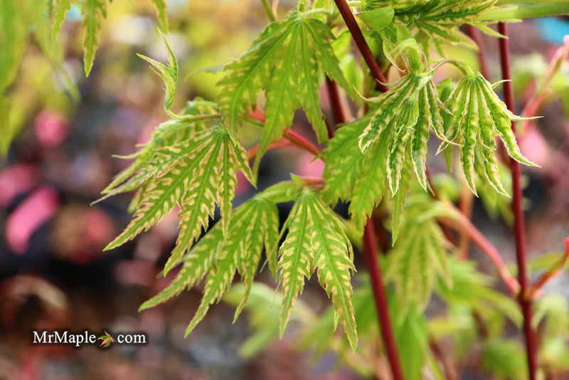 - Acer palmatum 'Yama nishiki' Snow Peak Japanese Maple - Mr Maple │ Buy Japanese Maple Trees