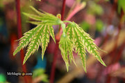 - Acer palmatum 'Yama nishiki' Snow Peak Japanese Maple - Mr Maple │ Buy Japanese Maple Trees