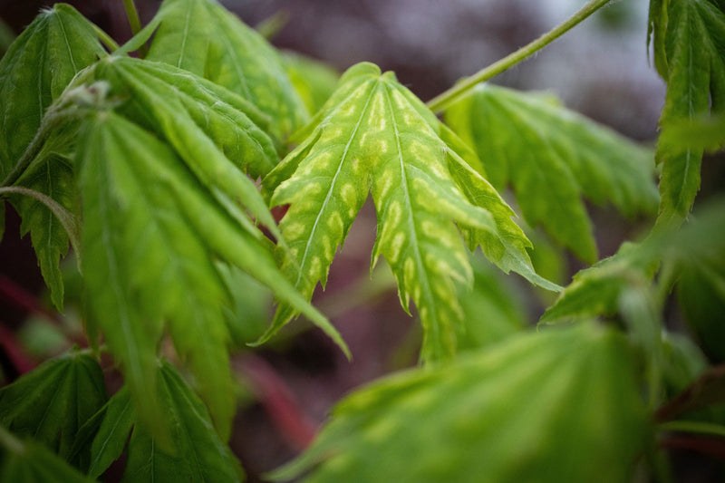 - Acer palmatum 'Yama nishiki' Snow Peak Japanese Maple - Mr Maple │ Buy Japanese Maple Trees