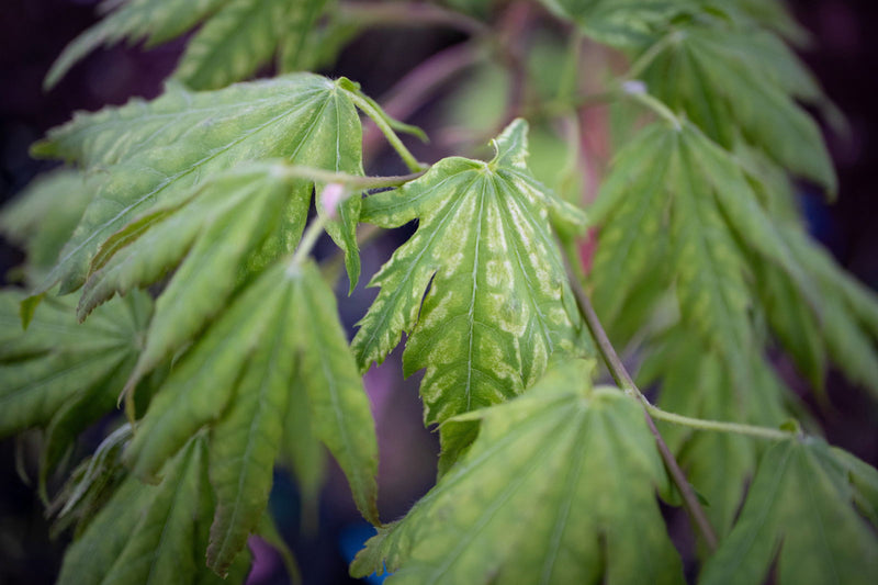 - Acer palmatum 'Yama nishiki' Snow Peak Japanese Maple - Mr Maple │ Buy Japanese Maple Trees