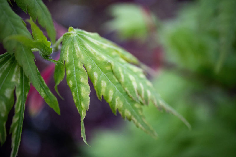 - Acer palmatum 'Yama nishiki' Snow Peak Japanese Maple - Mr Maple │ Buy Japanese Maple Trees