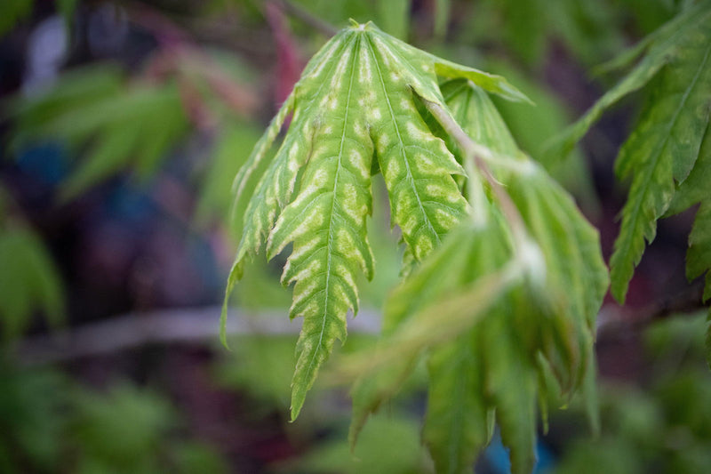 - Acer palmatum 'Yama nishiki' Snow Peak Japanese Maple - Mr Maple │ Buy Japanese Maple Trees