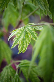 - Acer palmatum 'Yama nishiki' Snow Peak Japanese Maple - Mr Maple │ Buy Japanese Maple Trees