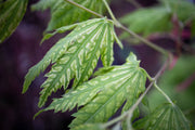 - Acer palmatum 'Yama nishiki' Snow Peak Japanese Maple - Mr Maple │ Buy Japanese Maple Trees