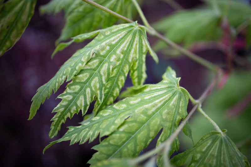 - Acer palmatum 'Yama nishiki' Snow Peak Japanese Maple - Mr Maple │ Buy Japanese Maple Trees