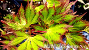 - Acer palmatum 'Yamato hagoromo' Japanese Maple - Mr Maple │ Buy Japanese Maple Trees