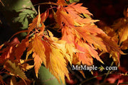 - Acer palmatum 'Yamato hagoromo' Japanese Maple - Mr Maple │ Buy Japanese Maple Trees
