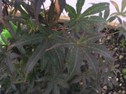 - Acer palmatum 'Yeager Broom' Columnar Red Japanese Maple - Mr Maple │ Buy Japanese Maple Trees