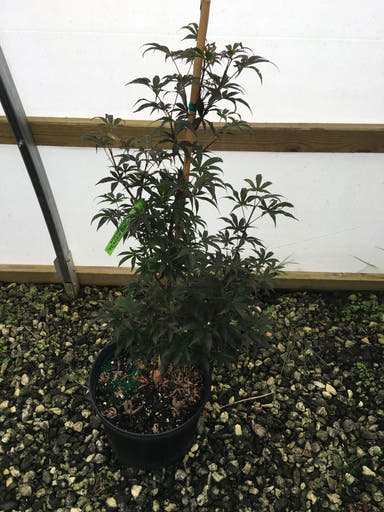 - Acer palmatum 'Yeager Broom' Columnar Red Japanese Maple - Mr Maple │ Buy Japanese Maple Trees