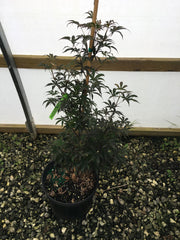 - Acer palmatum 'Yeager Broom' Columnar Red Japanese Maple - Mr Maple │ Buy Japanese Maple Trees