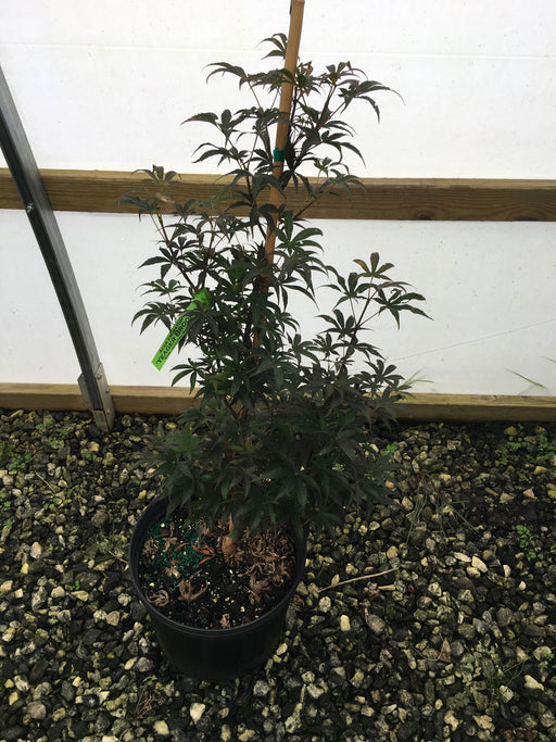 - Acer palmatum 'Yeager Broom' Columnar Red Japanese Maple - Mr Maple │ Buy Japanese Maple Trees