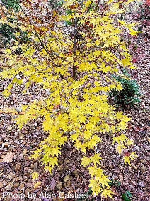 - Acer palmatum 'Yellow Bird' Japanese Maple - Mr Maple │ Buy Japanese Maple Trees