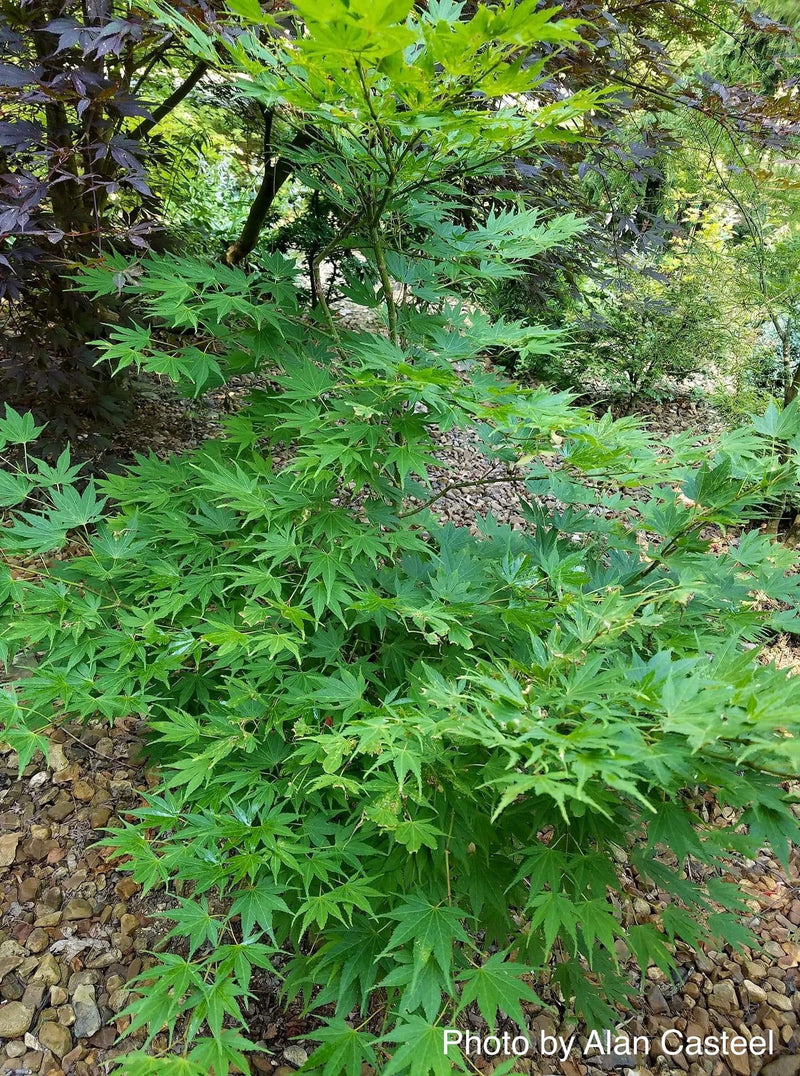 - Acer palmatum 'Yellow Bird' Japanese Maple - Mr Maple │ Buy Japanese Maple Trees