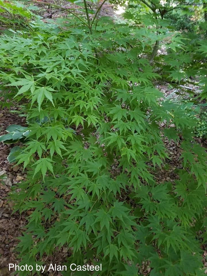 - Acer palmatum 'Yellow Bird' Japanese Maple - Mr Maple │ Buy Japanese Maple Trees