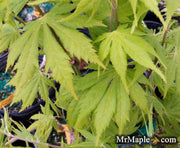 - Acer palmatum 'Yellow Bird' Japanese Maple - Mr Maple │ Buy Japanese Maple Trees