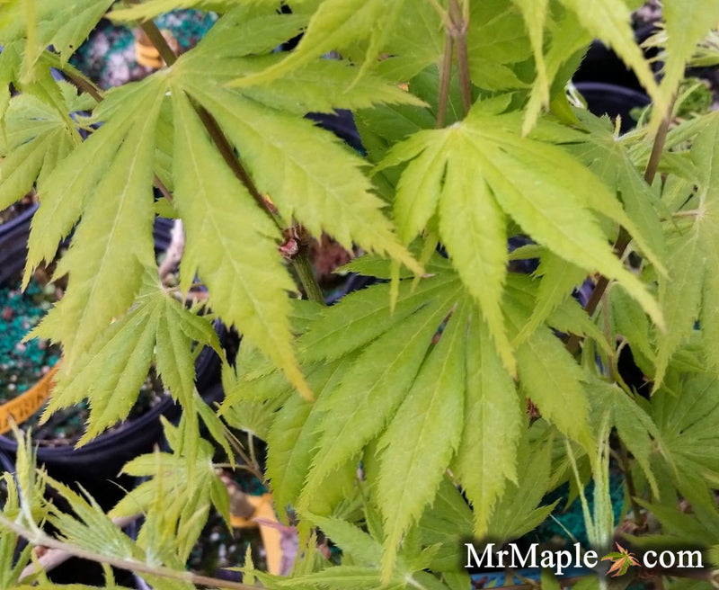 - Acer palmatum 'Yellow Bird' Japanese Maple - Mr Maple │ Buy Japanese Maple Trees
