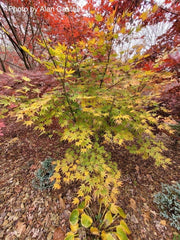 - Acer palmatum 'Yellow Bird' Japanese Maple - Mr Maple │ Buy Japanese Maple Trees