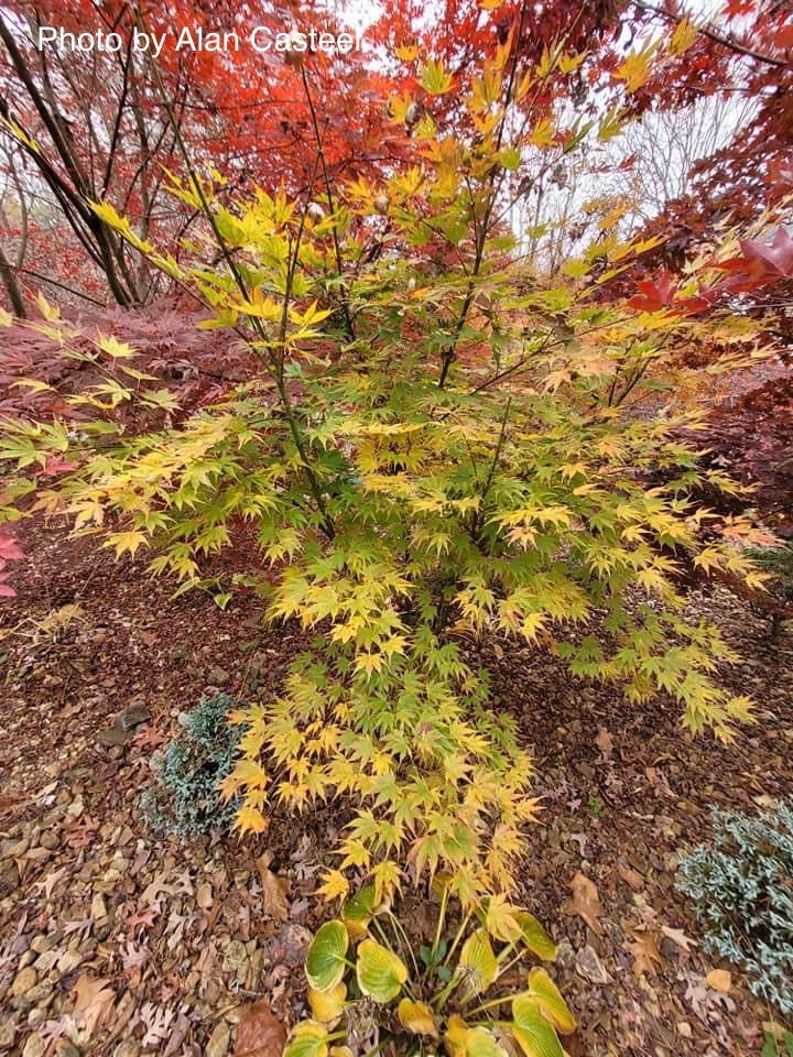 - Acer palmatum 'Yellow Bird' Japanese Maple - Mr Maple │ Buy Japanese Maple Trees